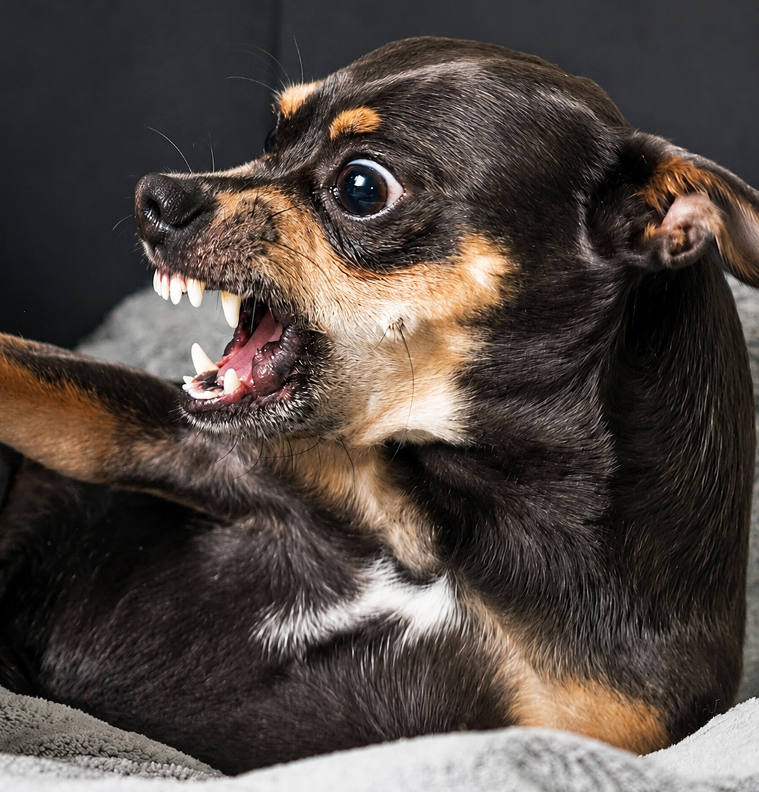 Cachorro demonstrando: Estresse Constante
